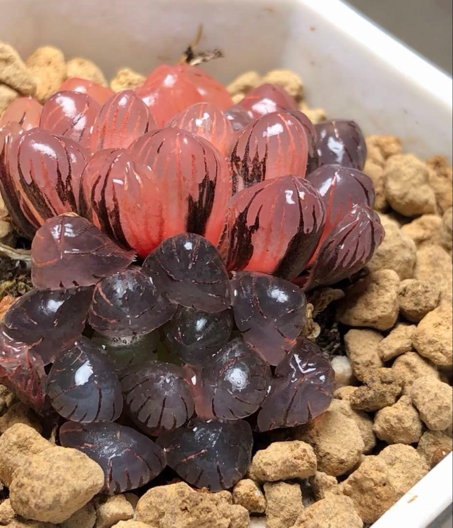 じ*む様 多肉植物　ハオルチア　赤太陽錦　極上斑　親株　子株付き