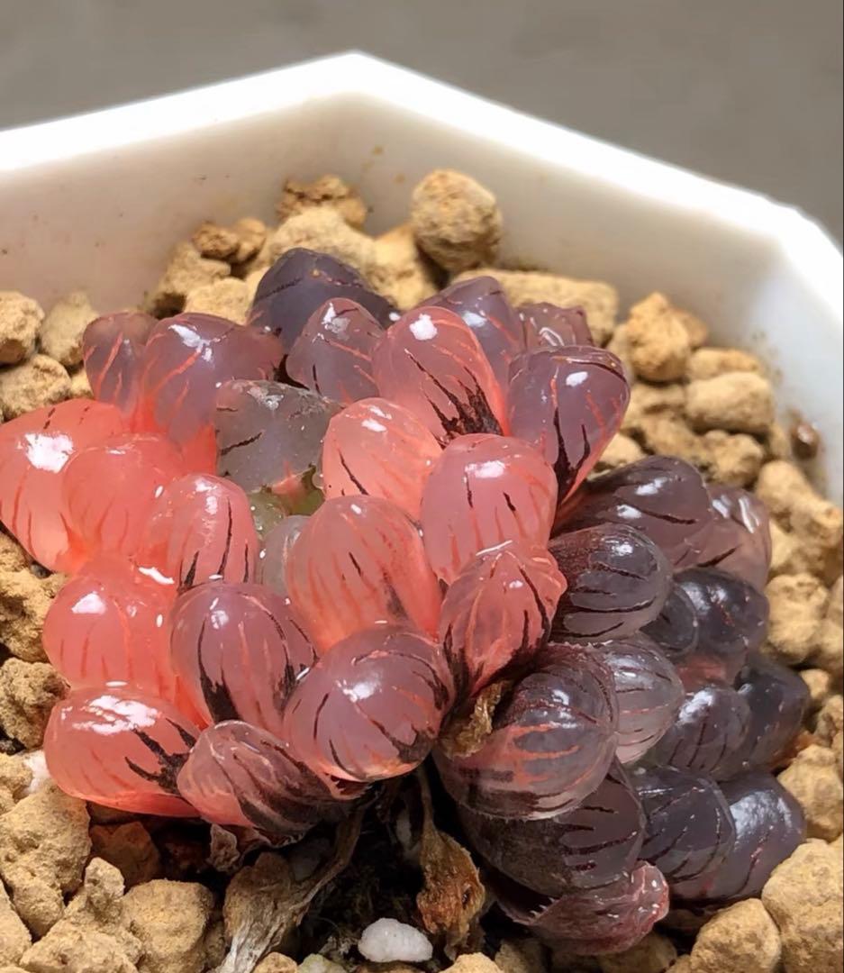 じ*む様 多肉植物　ハオルチア　赤太陽錦　極上斑　親株　子株付き