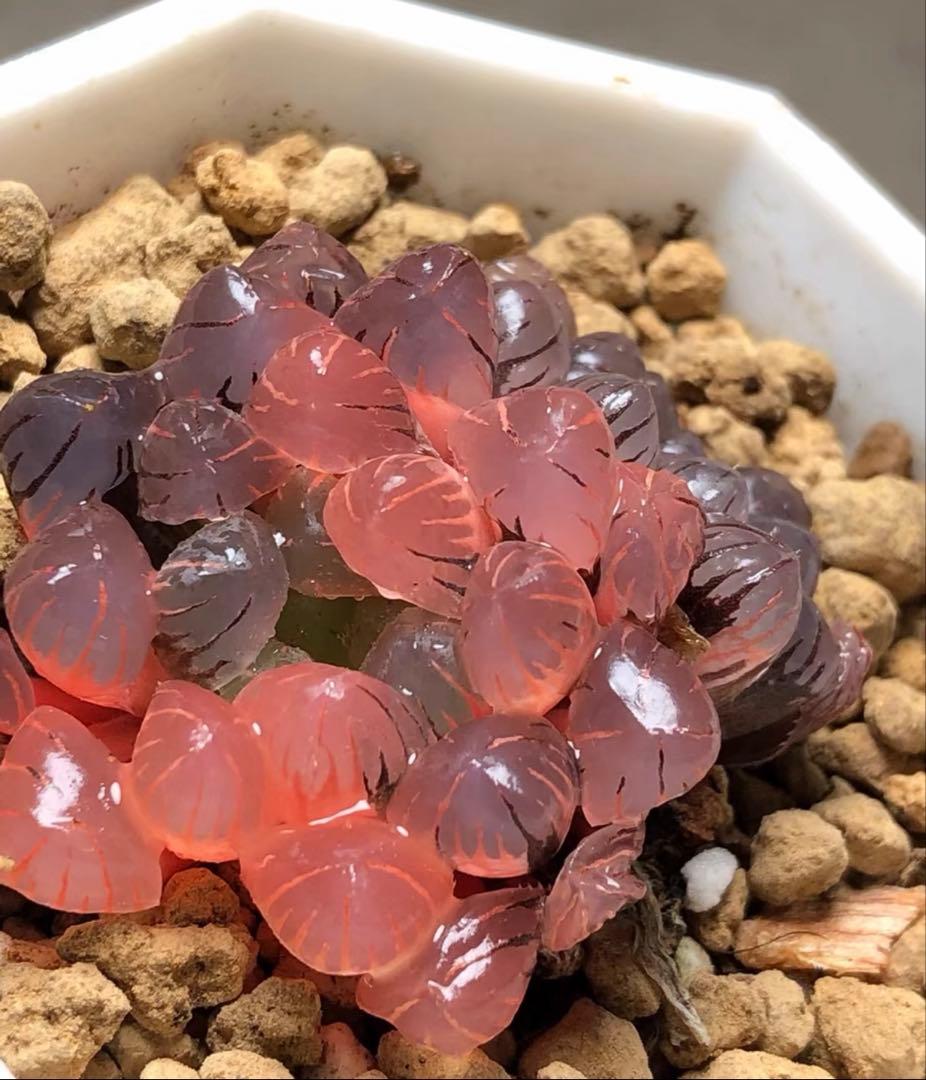 じ*む様 多肉植物　ハオルチア　赤太陽錦　極上斑　親株　子株付き