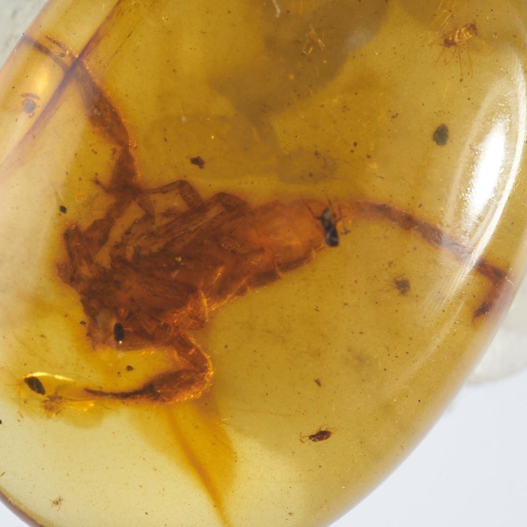 レア極上品 PA0042虫入り琥珀化石　ミャンマーカムティかタナイ9900万年前