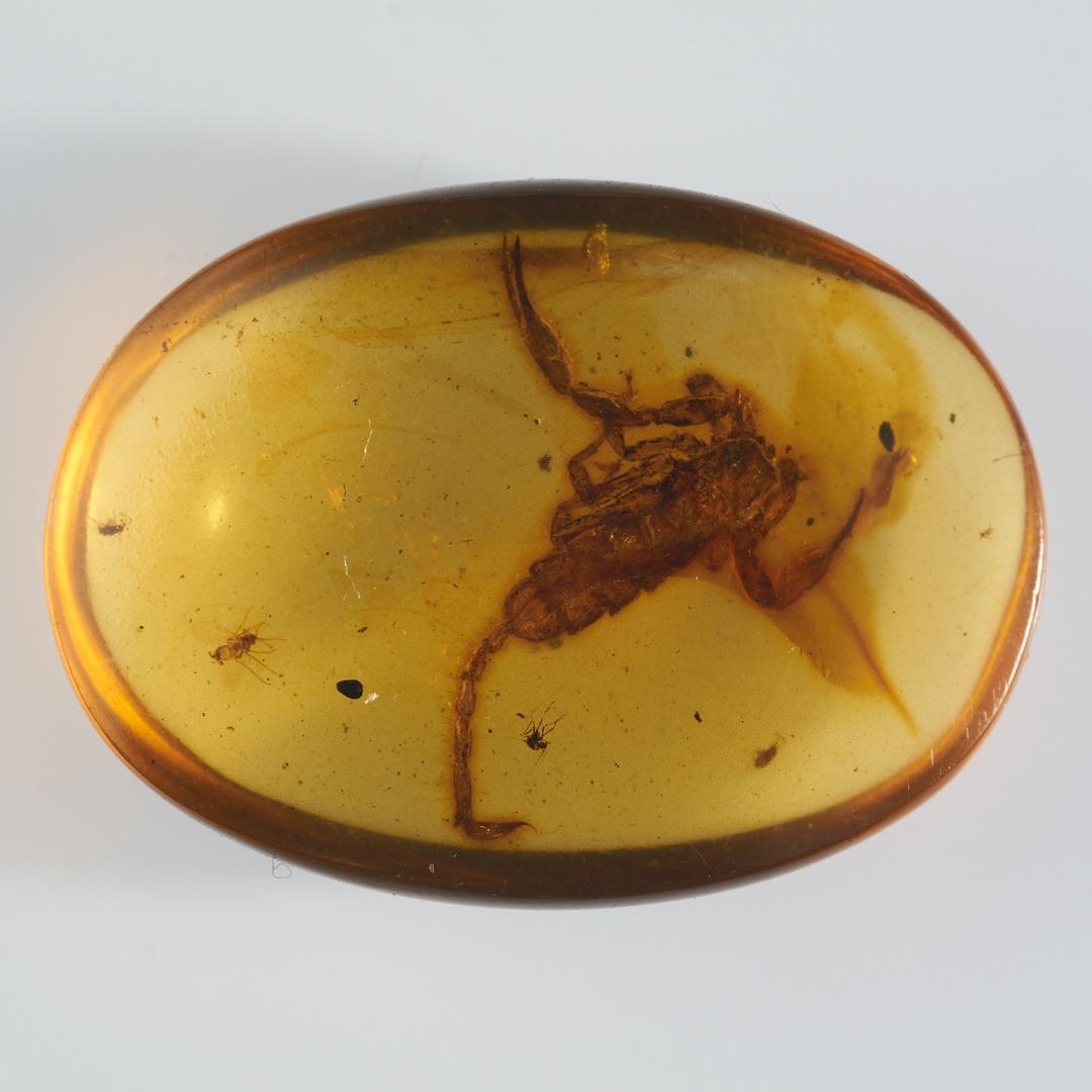 レア極上品 PA0042虫入り琥珀化石　ミャンマーカムティかタナイ9900万年前