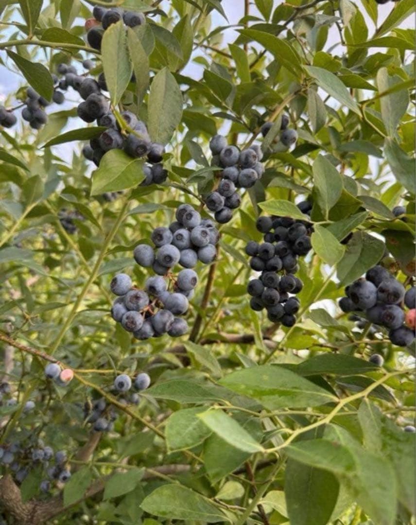 ハニー農園　冷凍ブルーベリー ３キロ