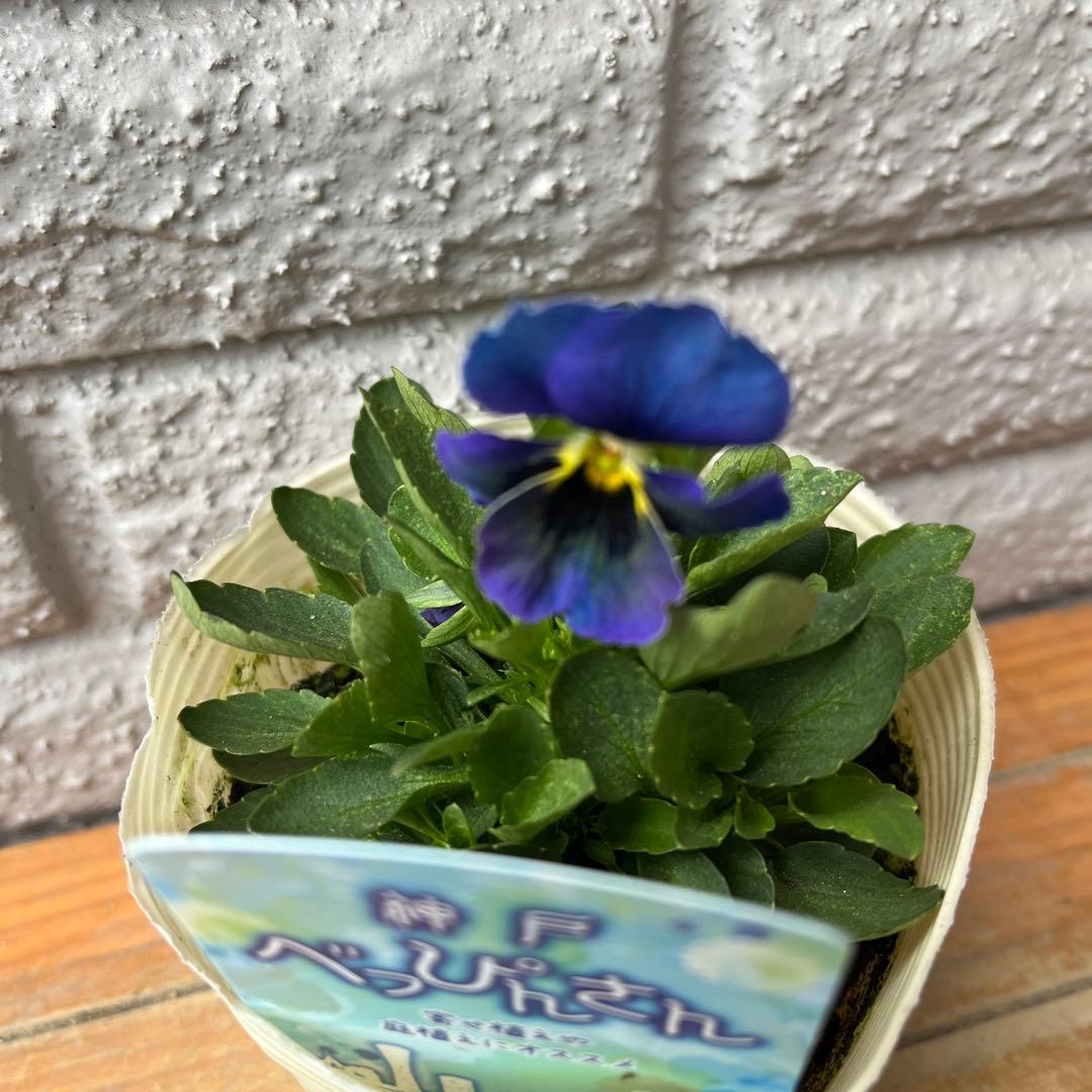 M*I様 神戸べっぴんさん