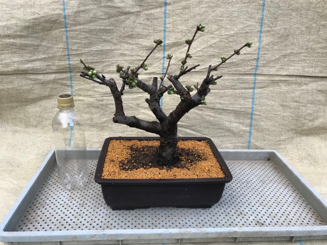 木瓜(ボケ)・放春花　日月星　角鉢(咲分け保証品)