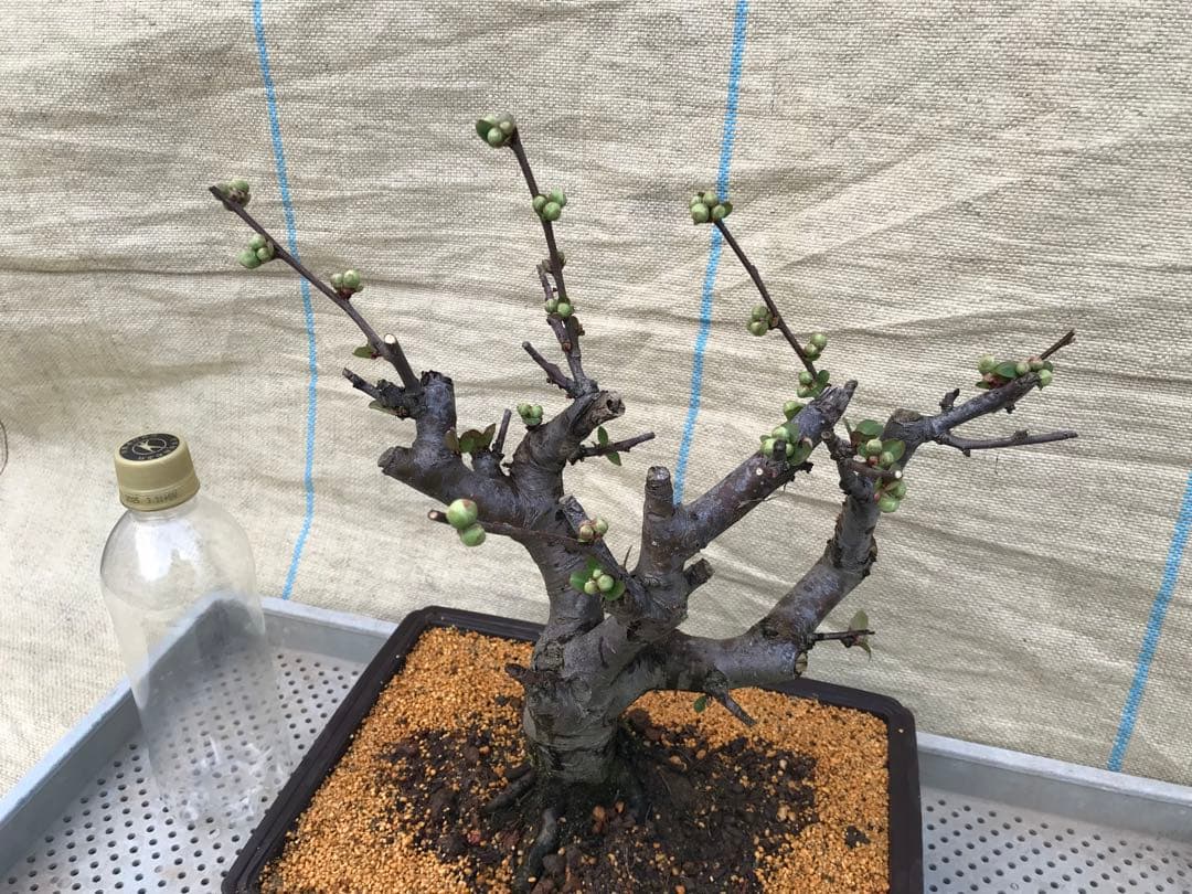 木瓜(ボケ)・放春花　日月星　角鉢(咲分け保証品)