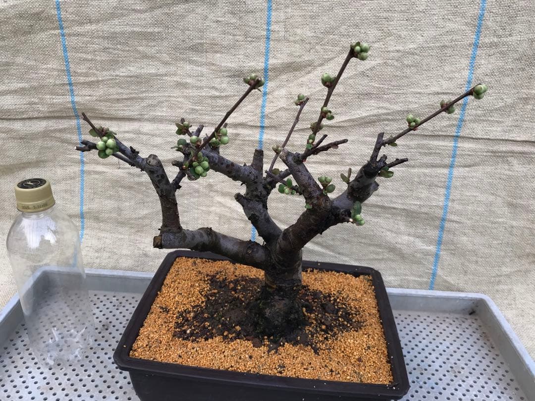 木瓜(ボケ)・放春花　日月星　角鉢(咲分け保証品)