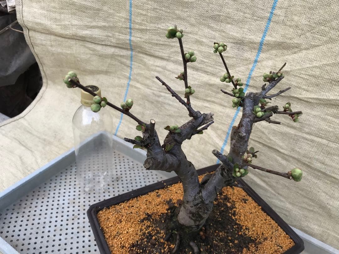 木瓜(ボケ)・放春花　日月星　角鉢(咲分け保証品)