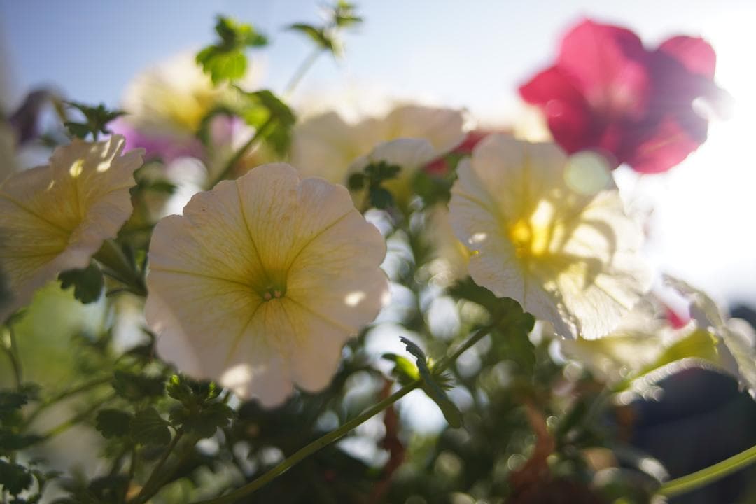 希少 CONTAX Distagon T* 28mm F2 AEG