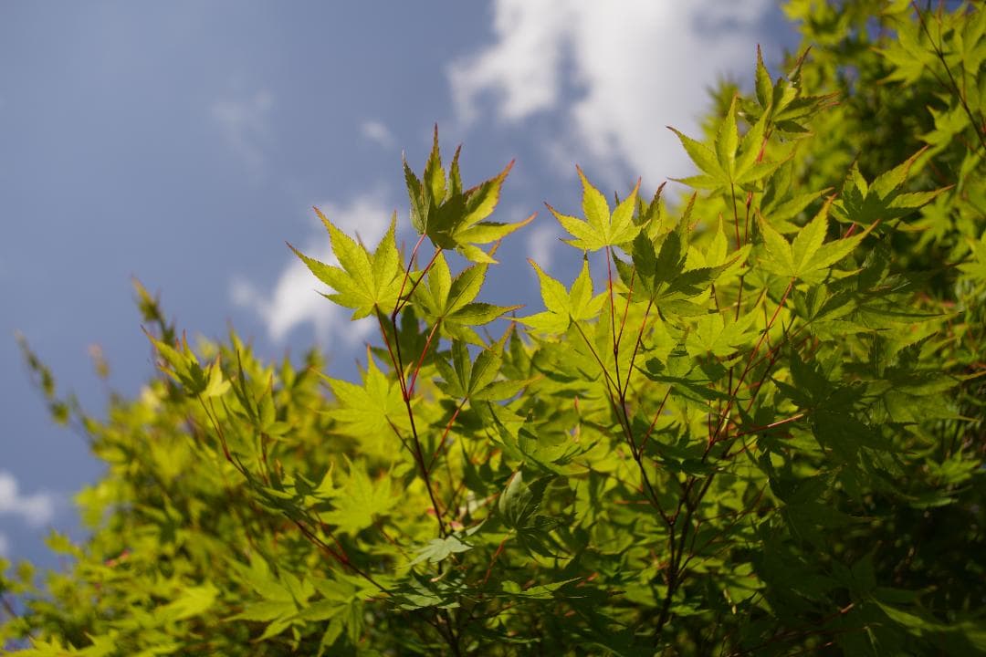 希少 CONTAX Distagon T* 28mm F2 AEG