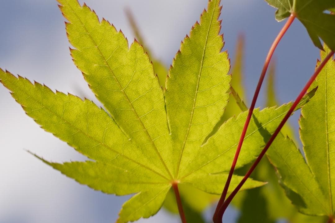 希少 CONTAX Distagon T* 28mm F2 AEG