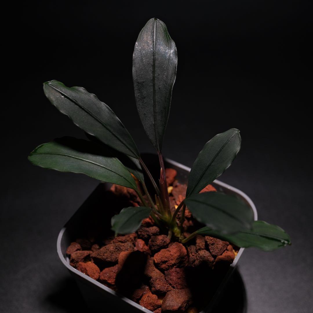 SatoさんBucephalandra