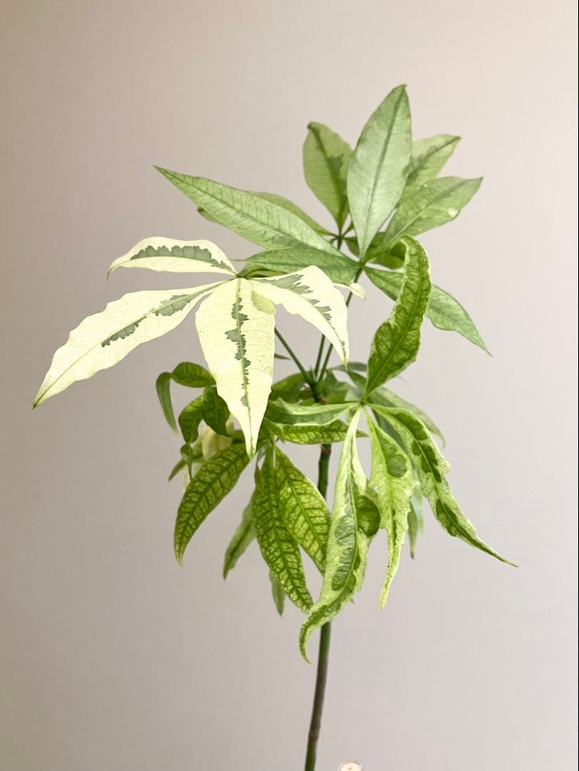 観葉植物　パキラムーンライト実生　斑入り