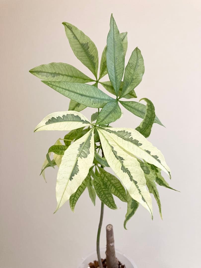 観葉植物　パキラムーンライト実生　斑入り