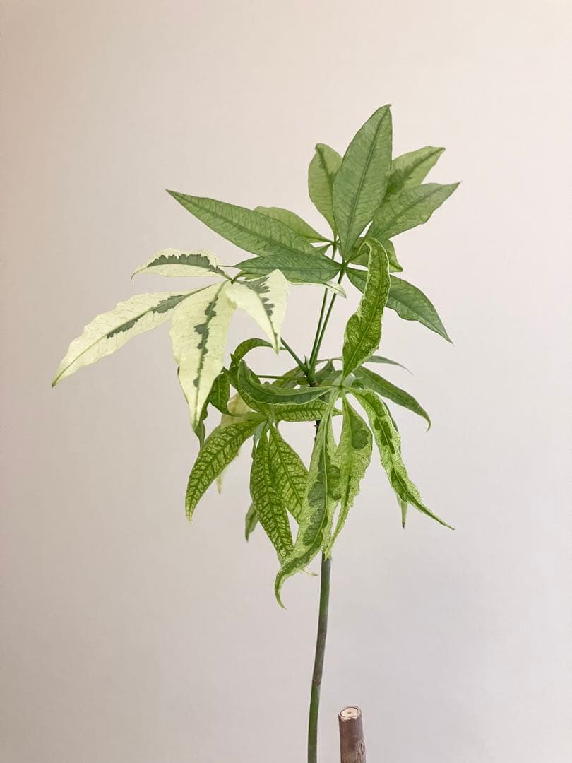 観葉植物　パキラムーンライト実生　斑入り