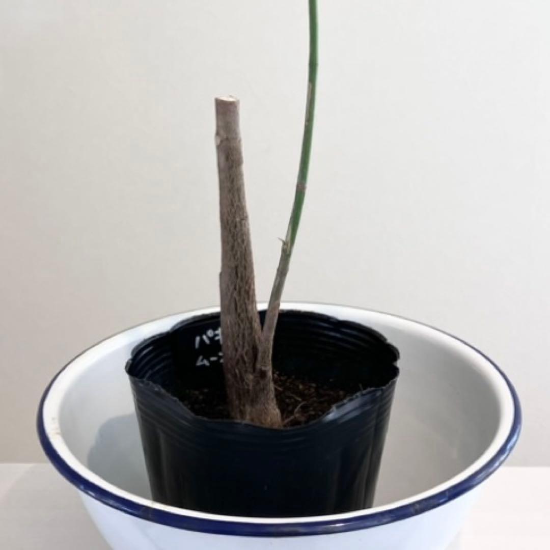 観葉植物　パキラムーンライト実生　斑入り