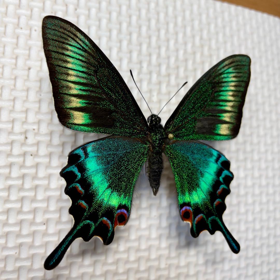 蝶標本　北海道産　極美麗ミヤマカラスアゲハ春型♂ 飼育完品⭐️マイコレに‼️最安値⭐️