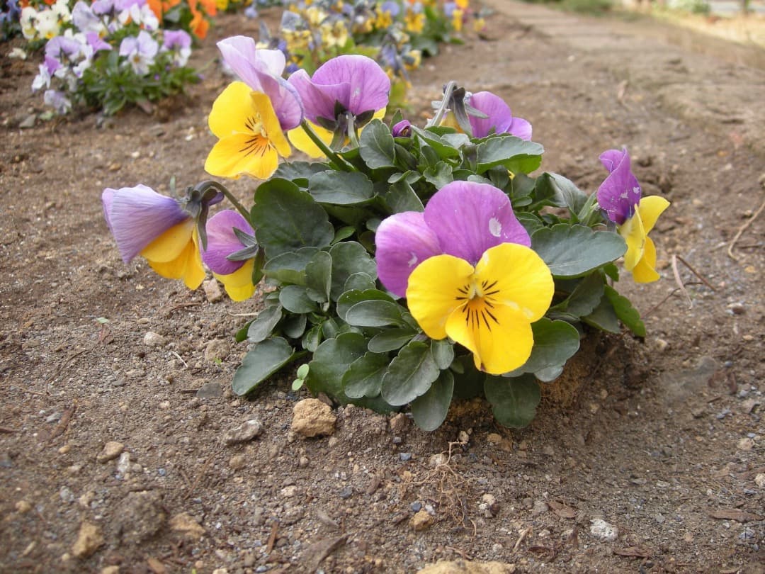 実写美⭕️良品【動作確認済】Nikon coolpix S510 ニコン デジカメ