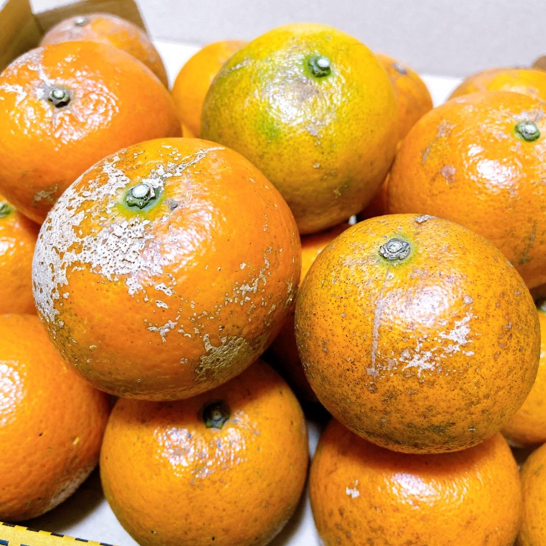 #3 世界自然遺産 奄美大島産 完熟たんかん 10キロ 特産品 加工用 柑橘 旬