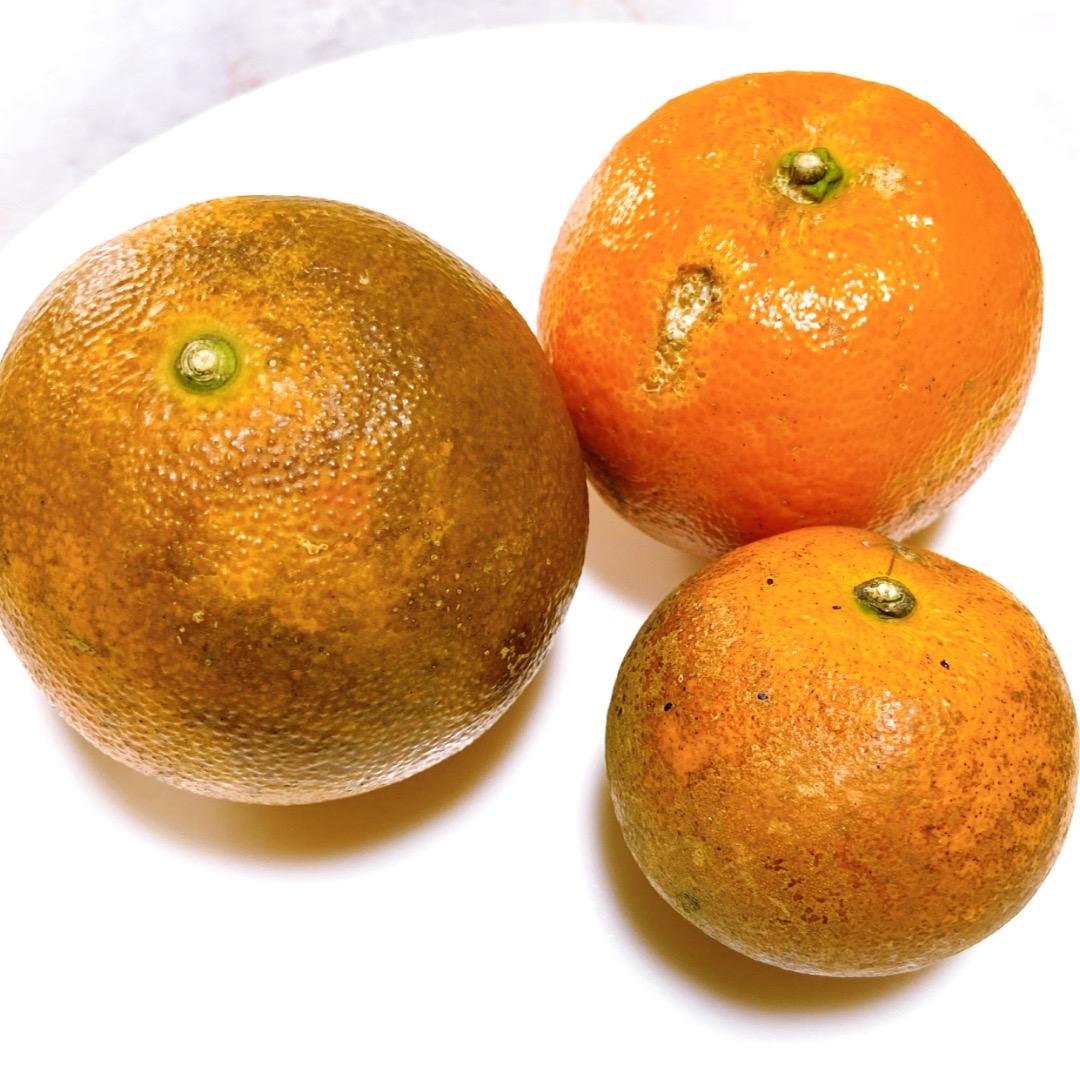 #3 世界自然遺産 奄美大島産 完熟たんかん 10キロ 特産品 加工用 柑橘 旬