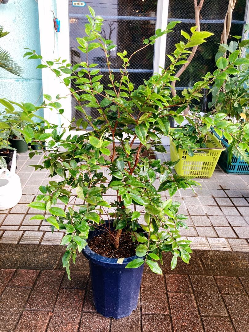 ジャボチカバ　送料無料