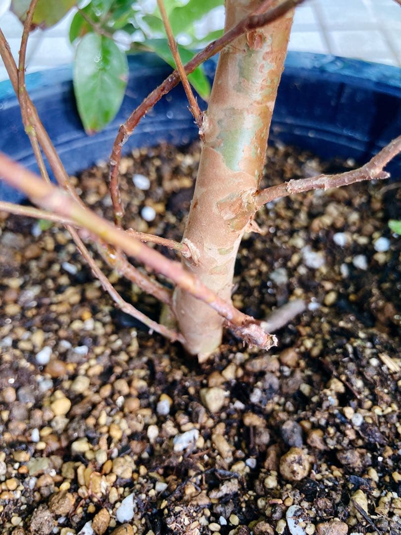 ジャボチカバ　送料無料