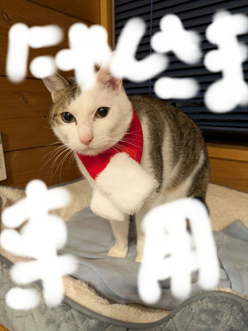 ソワーニュクレンジング２ケセット