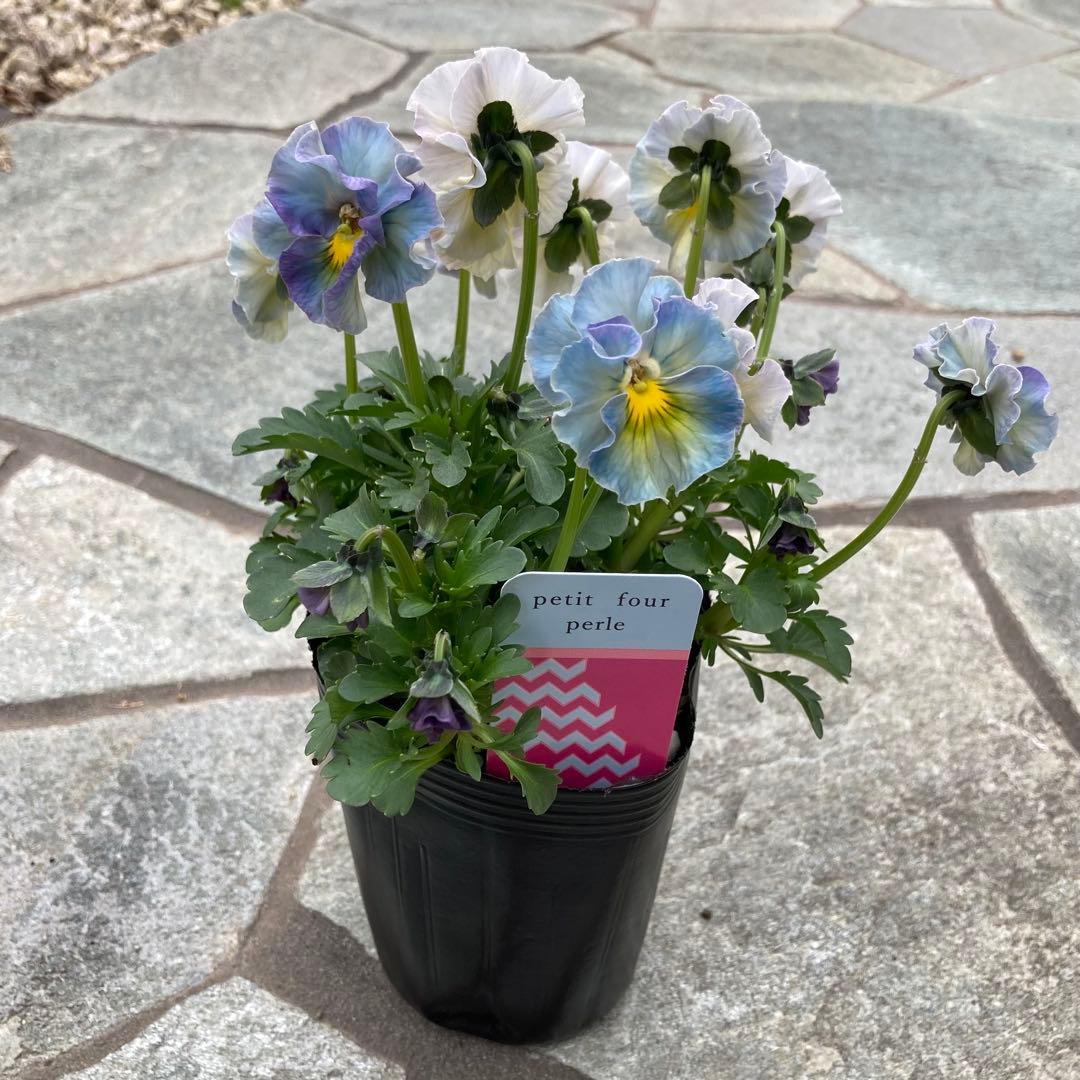 u*b様 プティフール　ビオラ　ハルグリン　送料込み