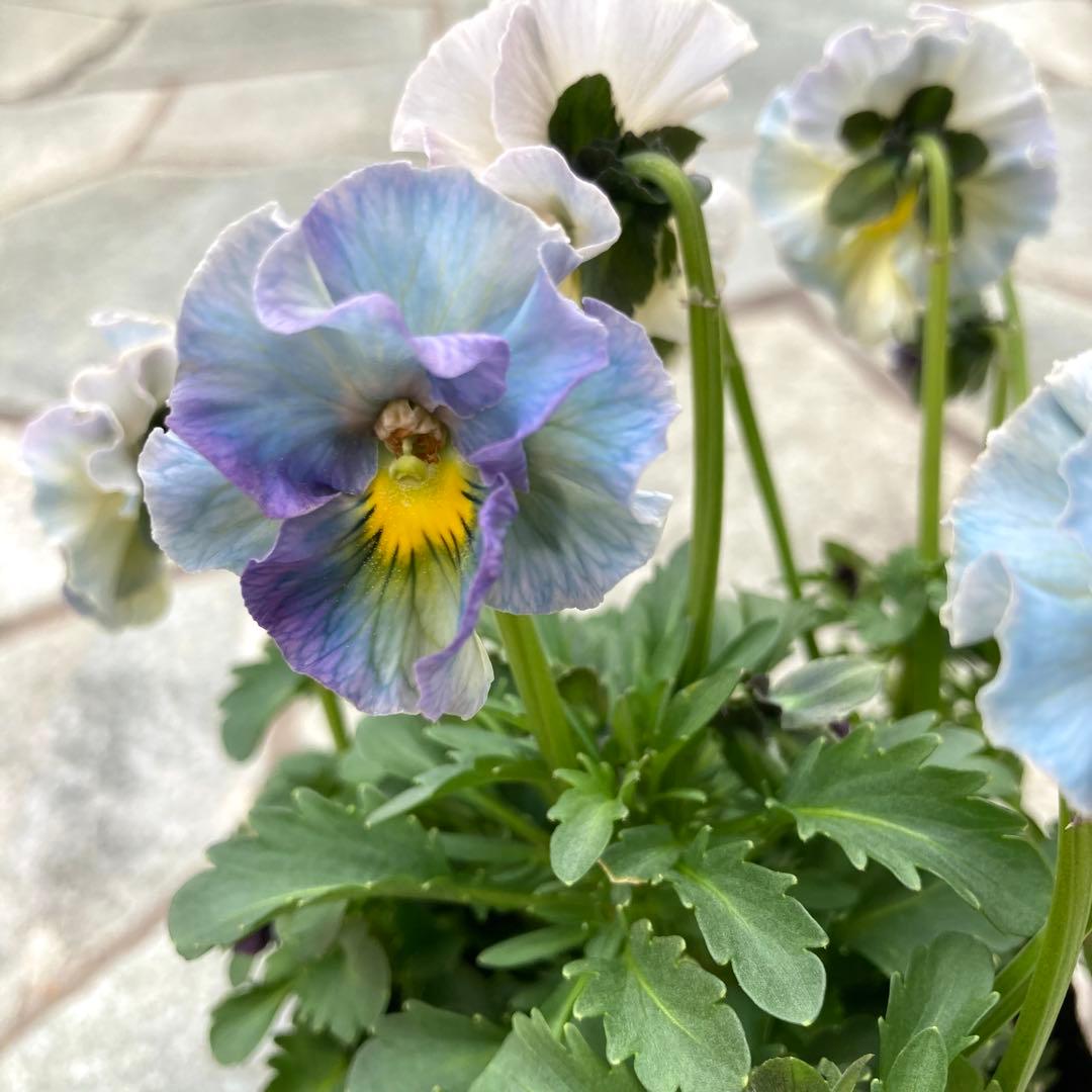 u*b様 プティフール　ビオラ　ハルグリン　送料込み