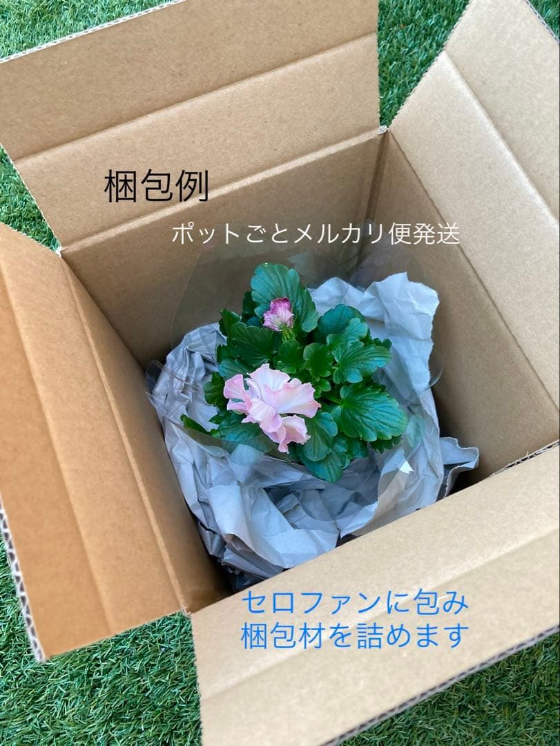 u*b様 プティフール　ビオラ　ハルグリン　送料込み