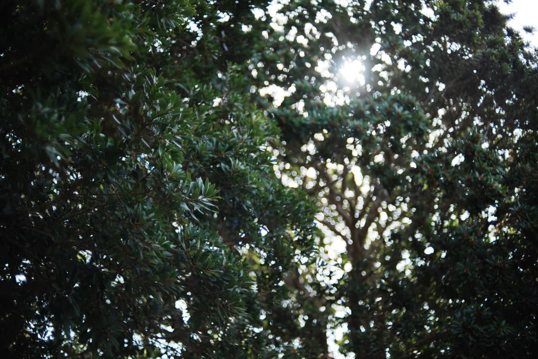 【極美品】動作◎ ニコン　Ai Nikkor 35mm F1.4 515