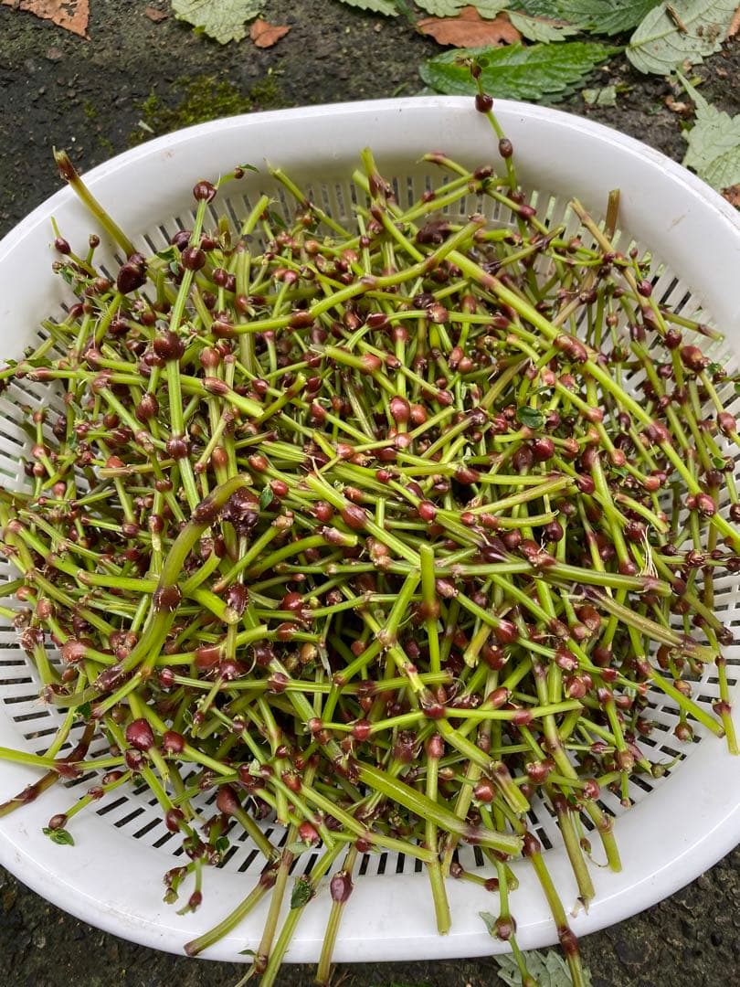 山菜　ミズの実　ミズのコブ　新潟県産　採れたて新鮮発送