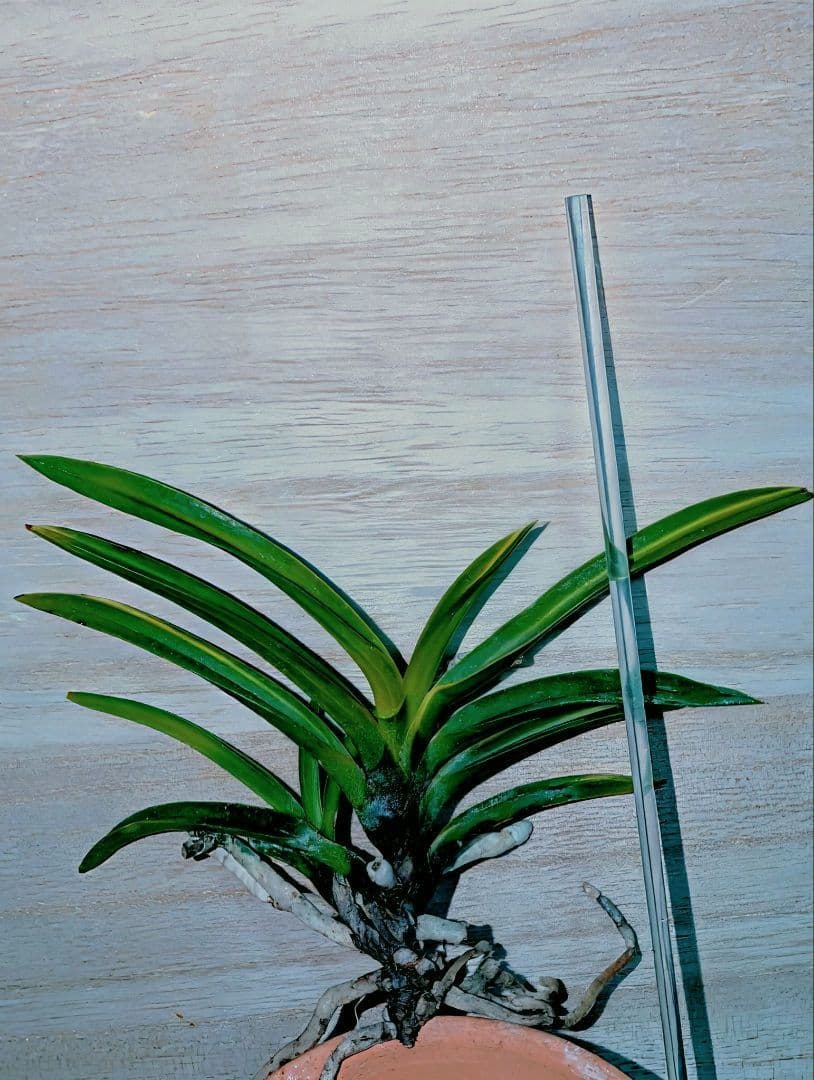 富貴蘭　黒金牡丹黄縞（無加温作り品）