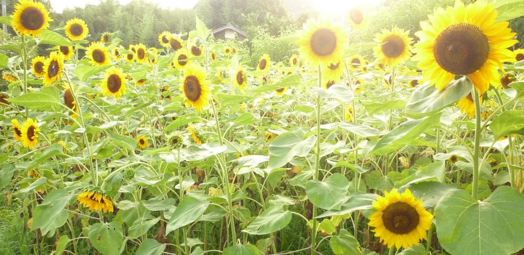 安心の日本みつばち 芳醇 81％ 優良品 非加熱 クリーミーはちみつ1,000ｇ