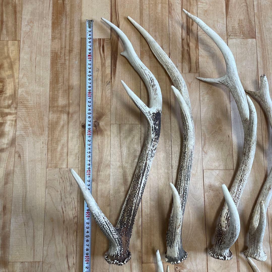 エゾシカ 蝦夷鹿 角 まとめ売り
