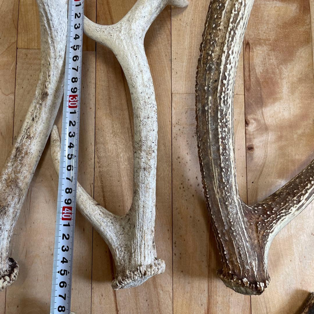 エゾシカ 蝦夷鹿 角 まとめ売り