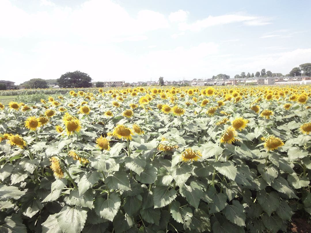 SONYソニーCyber-shotサイバーショットDSC-WX1カード2枚付