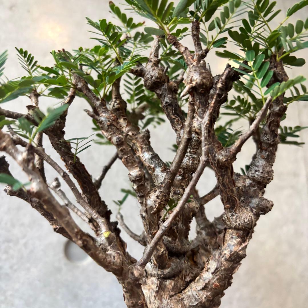 y*a様 センナ メリディオナリス13