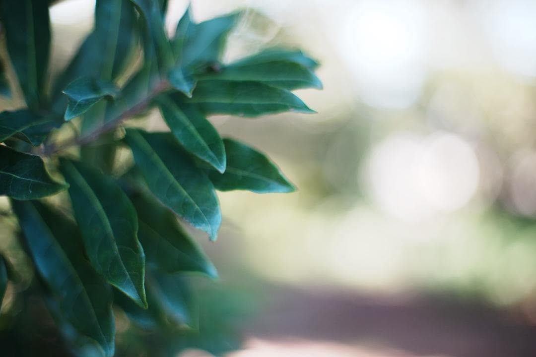 フード付 Carl Zeiss Planar 50mm F1.4 AEJ 703