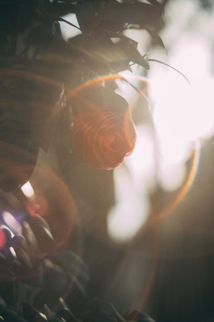 レンズ(単焦点) Super-Takumar 55mm f1.8