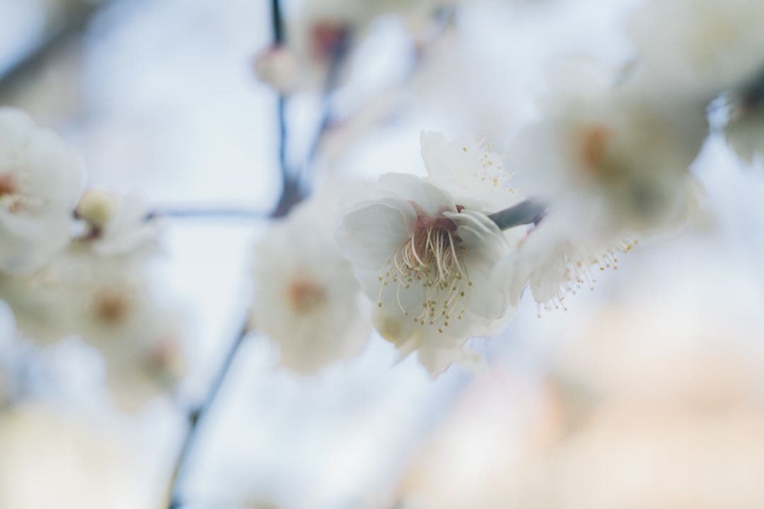 レンズ(単焦点) Super-Takumar 55mm f1.8
