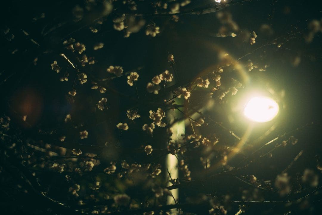 レンズ(単焦点) Super-Takumar 55mm f1.8