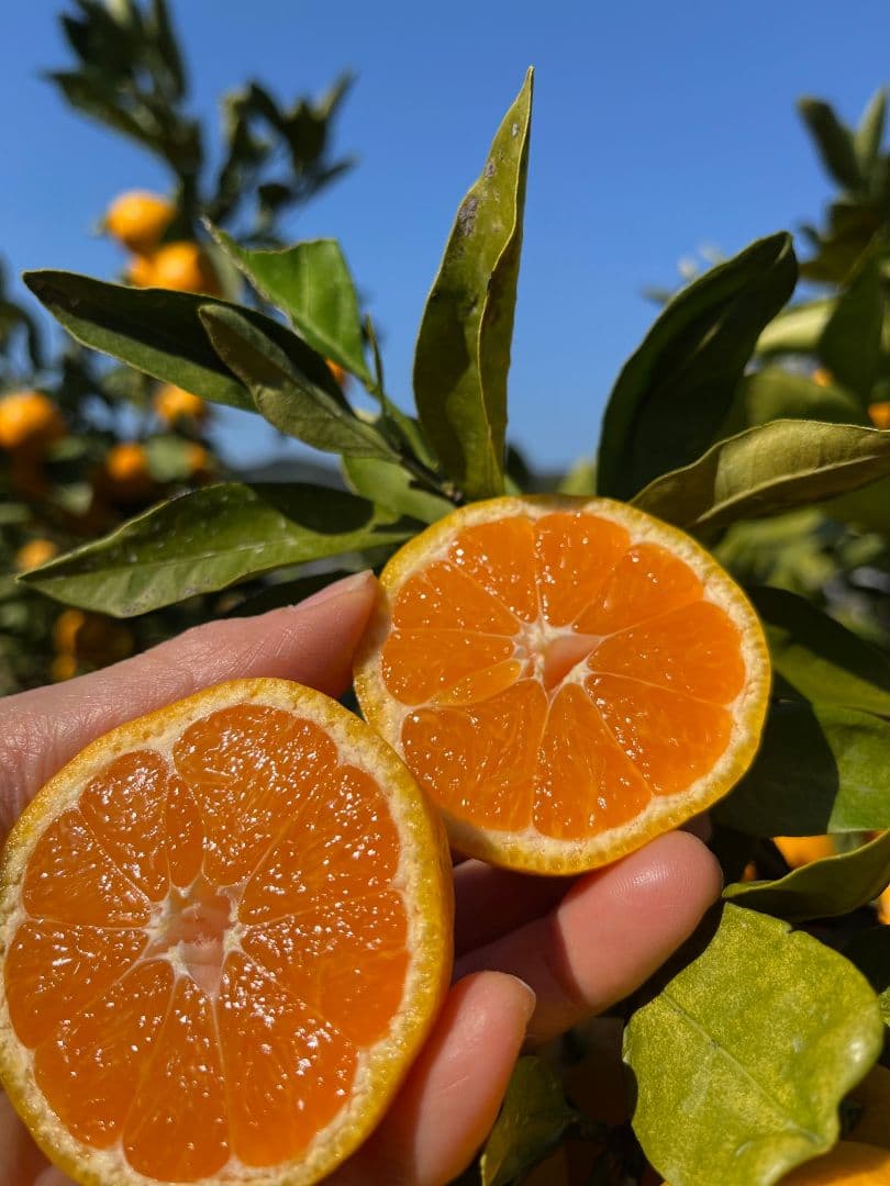 和歌山県由良町産　温州みかん（早生みかん、中生みかん）秀品10kg