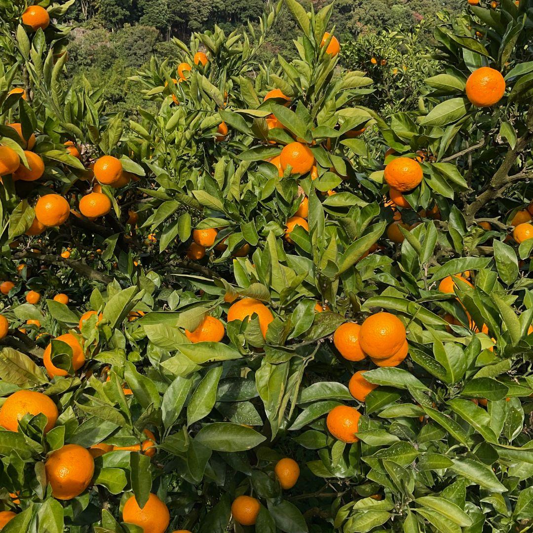和歌山県由良町産　温州みかん（早生みかん、中生みかん）秀品10kg