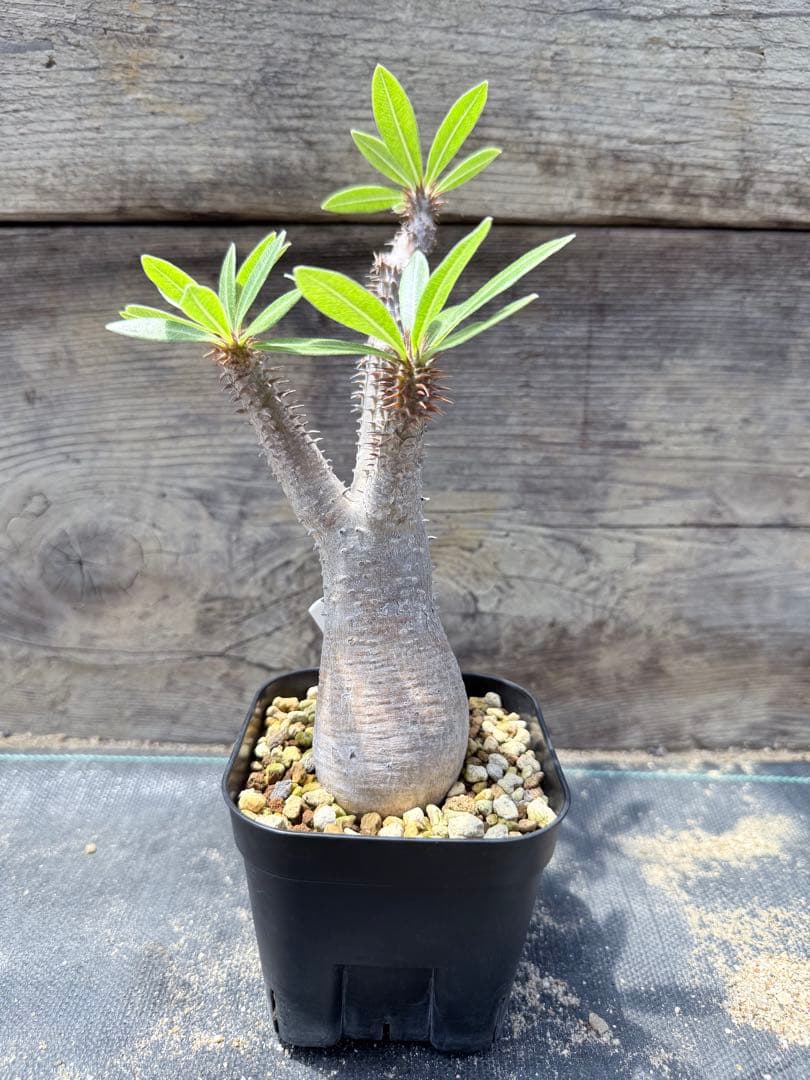 GP パキポディウム マカイエンセ　現地球