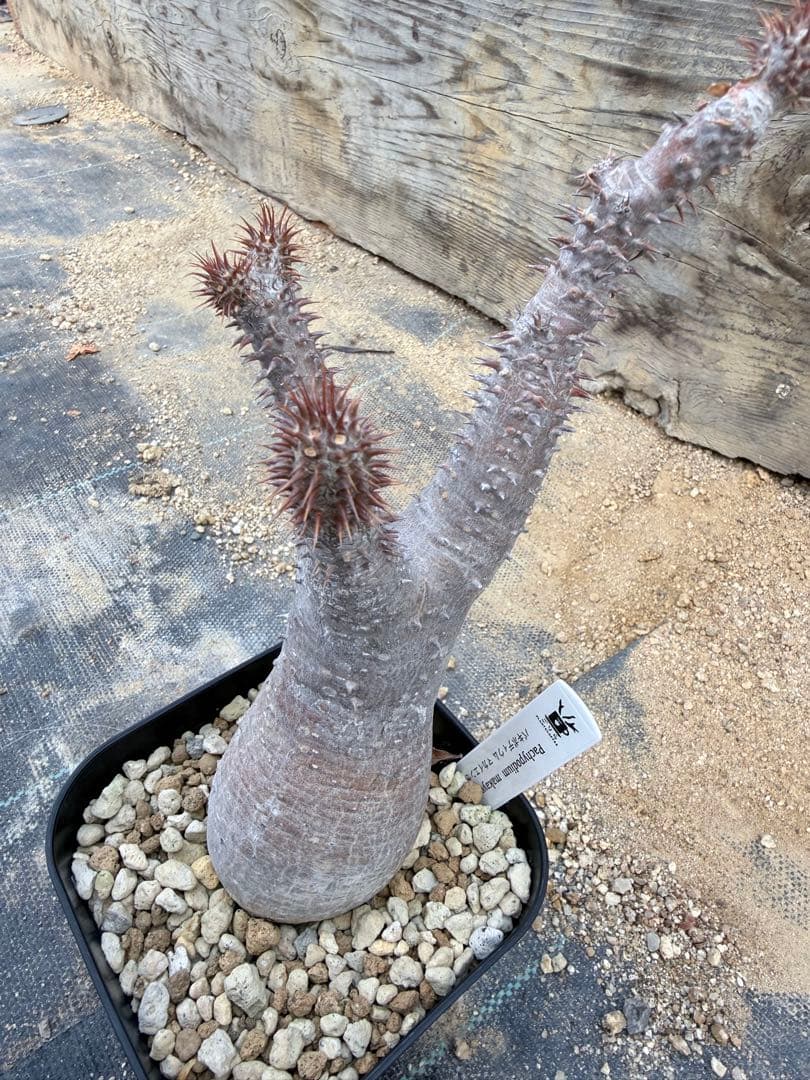 GP パキポディウム マカイエンセ　現地球