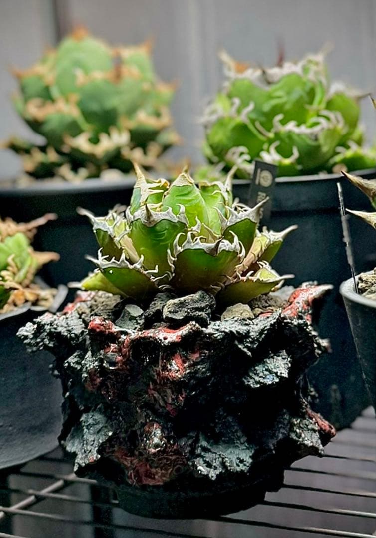 GOAT GODZILLA RED ゴジラ鉢 グラキリス アガベ パキプス