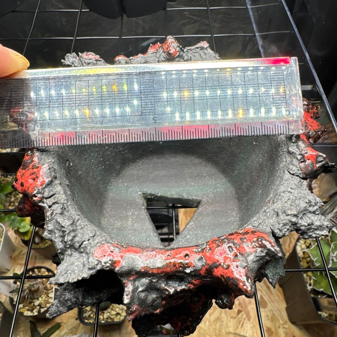 GOAT GODZILLA RED ゴジラ鉢 グラキリス アガベ パキプス