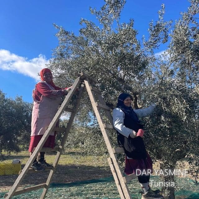 エキストラバージンオリーブオイル　コールドプレス手摘み　500ml×12本セット