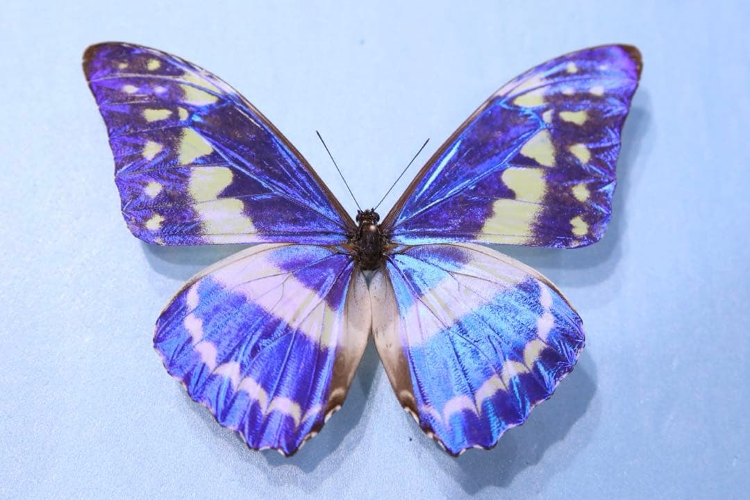 キプリスモルフォ！大型！標本！3