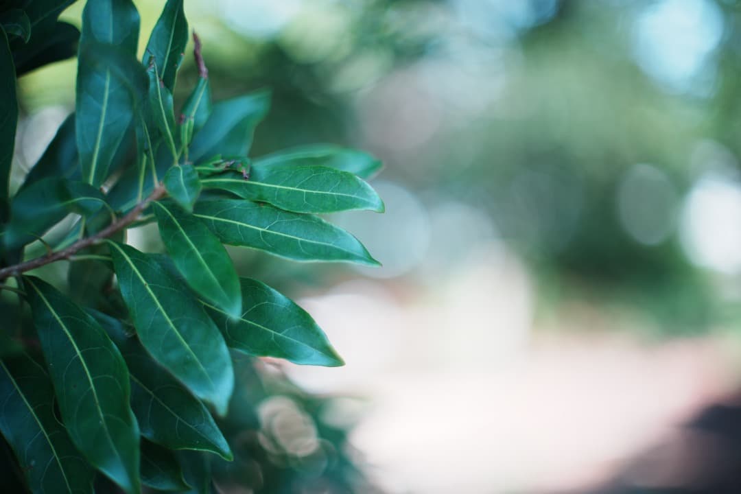 【和製貴婦人】動作◎ MC-ROKKOR PG 50mm F1.4 709